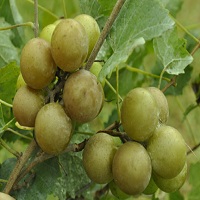 'Carlos, Muscadine Grape Vine - Click Image to Close